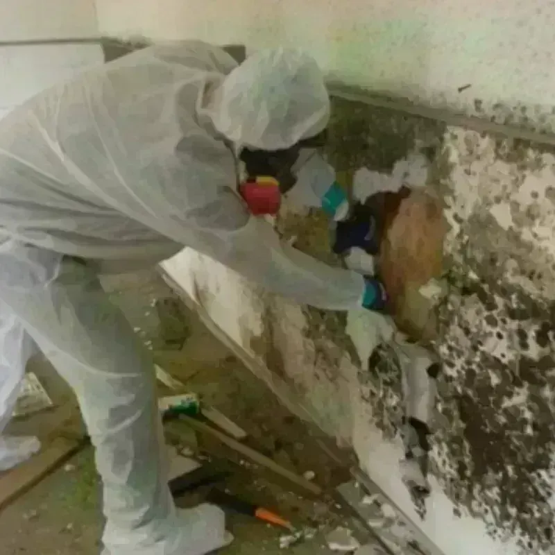 Mold Remediation and Removal in Beverly, MA